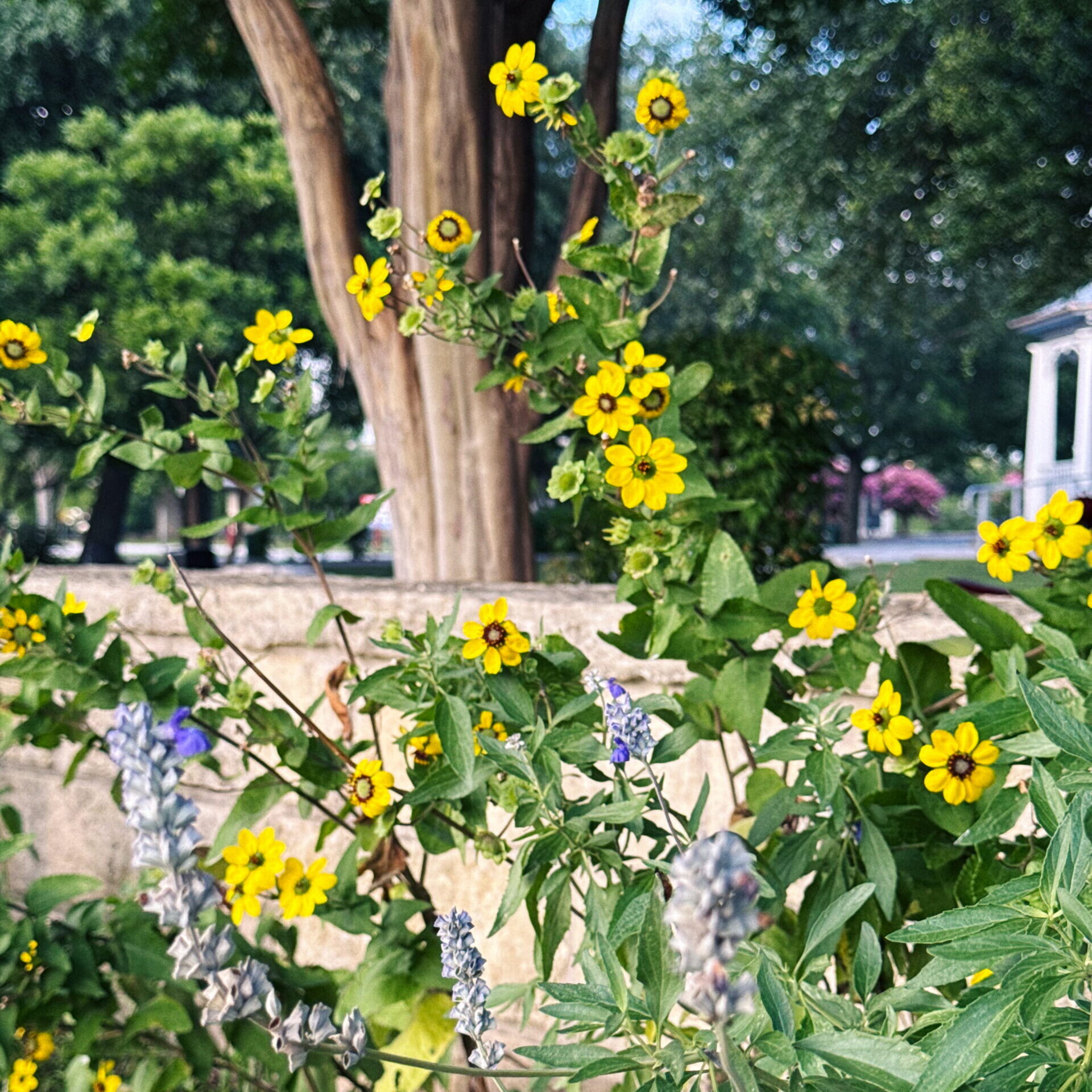 Kendall Leica 107 at The Kendall, Boerne TX